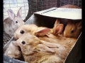 Bunny_Huddle